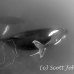 whale_humpback_h_00292_dom3694bw.jpg